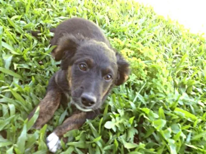 Cachorro ra a indefinida idade 2 a 6 meses nome URSO