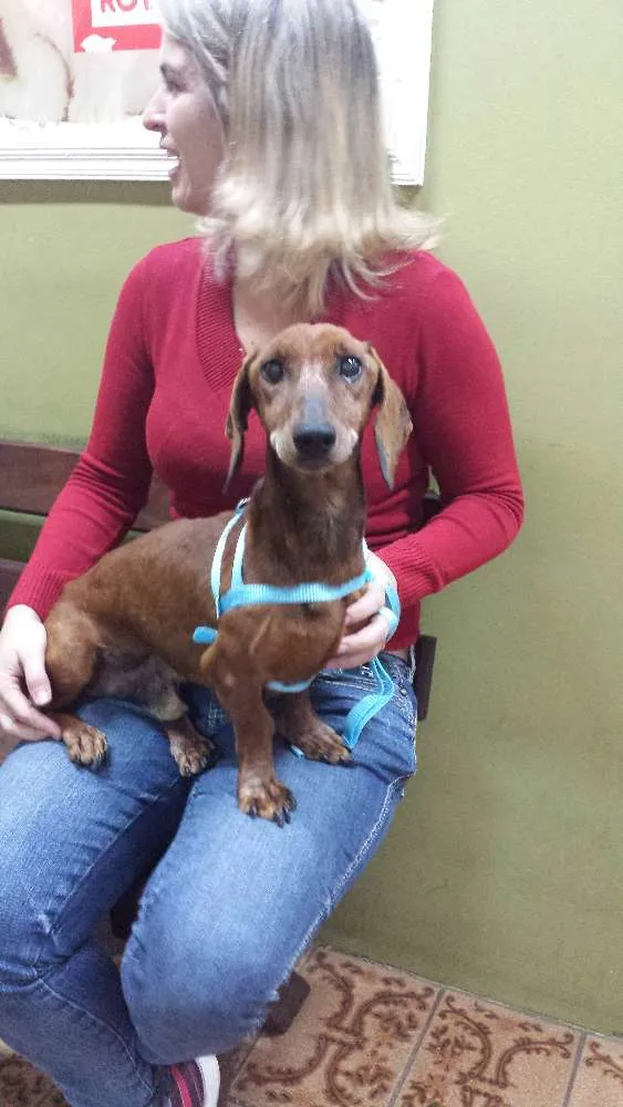 Cachorro ra a salsicha dutshund idade  nome Boris
