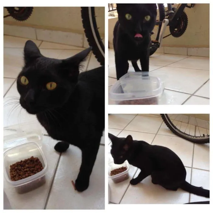 Gato ra a Vira lata idade 2 anos nome Sem nome