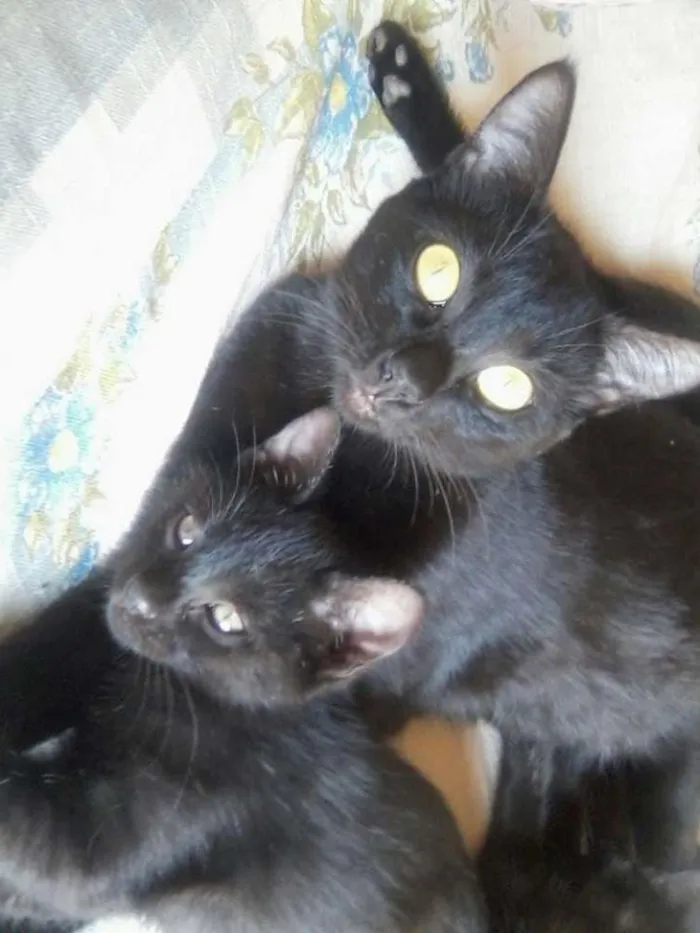 Gato ra a gato idade Abaixo de 2 meses nome marias