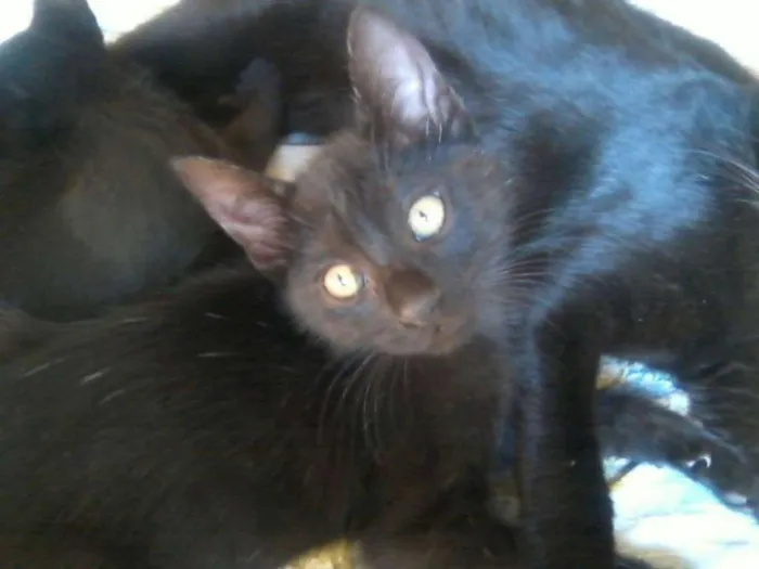 Gato ra a gato idade Abaixo de 2 meses nome marias