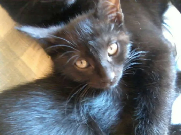 Gato ra a gato idade Abaixo de 2 meses nome marias