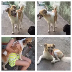 Cachorro raça Não sei idade 2 anos nome Lolita