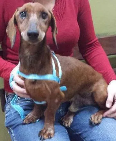 Cachorro ra a salsicha dutshund idade  nome Boris