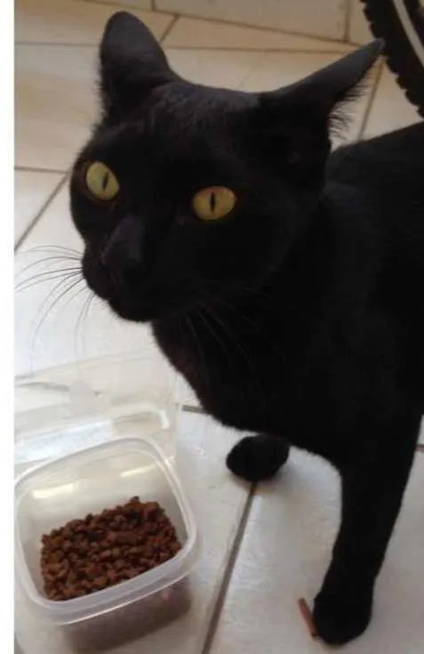 Gato ra a Vira lata idade 2 anos nome Sem nome