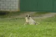 DINGO!!