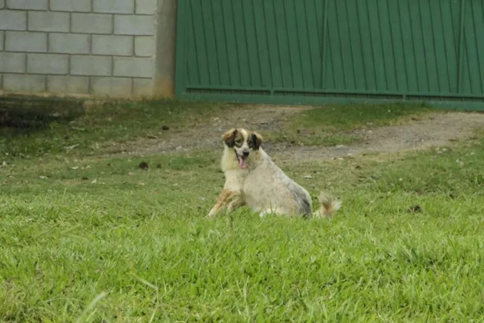Cachorro ra a SRD idade 1 ano nome DINGO!!