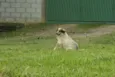 DINGO!!