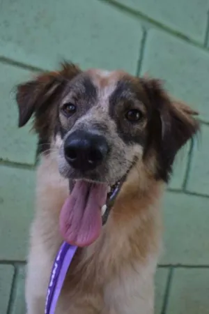 Cachorro raça SRD idade 1 ano nome DINGO!!