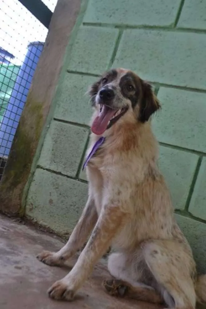 Cachorro ra a SRD idade 1 ano nome DINGO!!