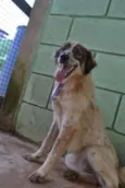 DINGO!!
