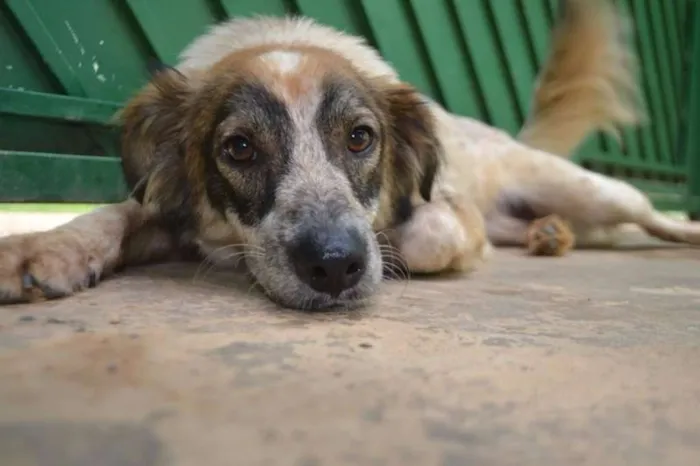 Cachorro ra a SRD idade 1 ano nome DINGO!!