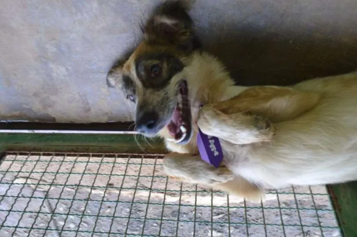 Cachorro ra a SRD idade 1 ano nome DINGO!!