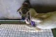 DINGO!!