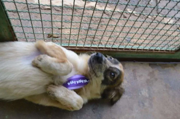 Cachorro ra a SRD idade 1 ano nome DINGO!!