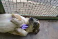 DINGO!!