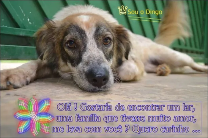 Cachorro ra a SRD idade 1 ano nome DINGO!!
