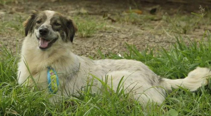 Cachorro ra a SRD idade 1 ano nome DINGO!!