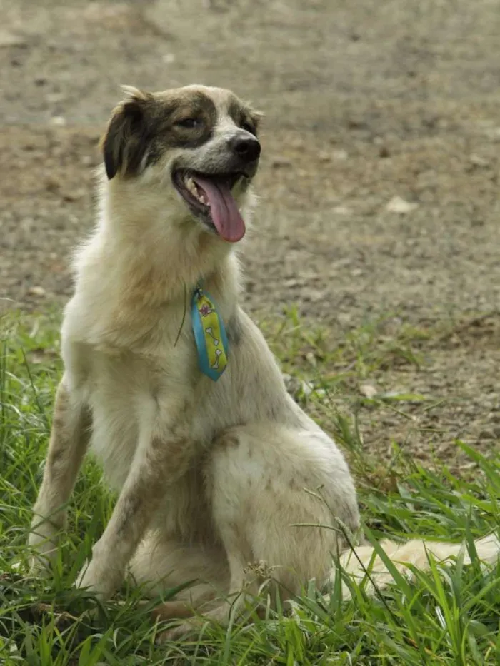 Cachorro ra a SRD idade 1 ano nome DINGO!!