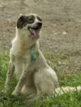 DINGO!!