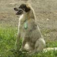 DINGO!!
