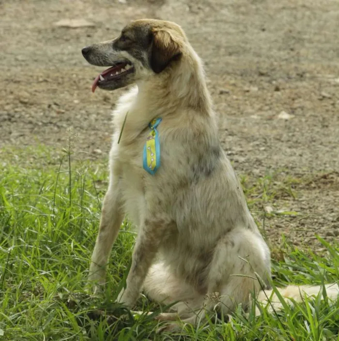 Cachorro ra a SRD idade 1 ano nome DINGO!!