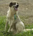 DINGO!!