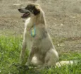DINGO!!