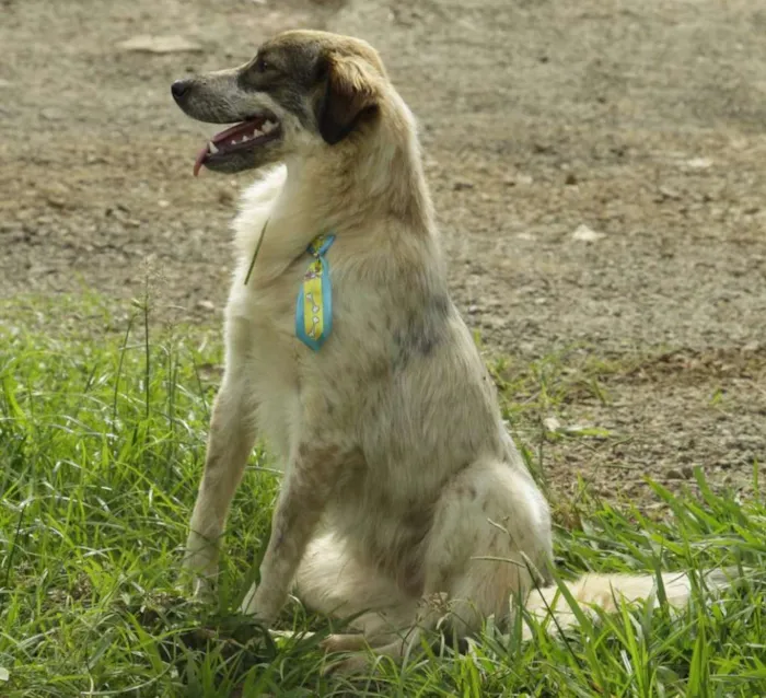 Cachorro ra a SRD idade 1 ano nome DINGO!!