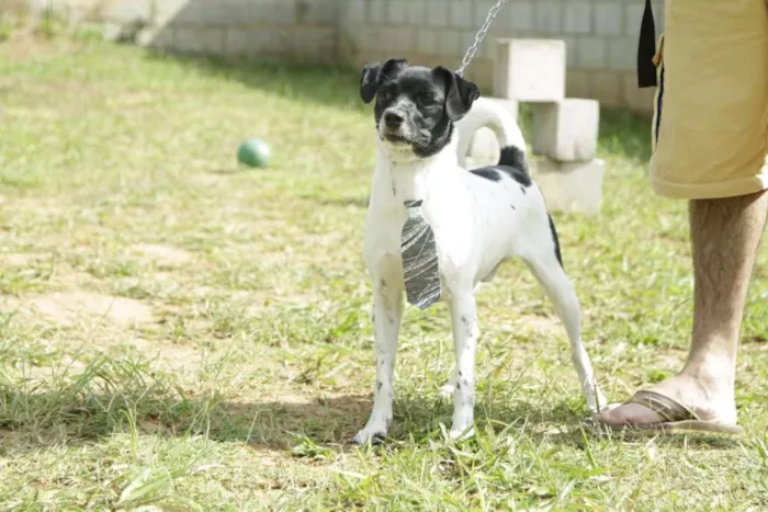 Cachorro ra a SRD idade 5 anos nome BETHOWEN!