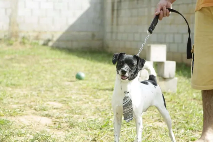 Cachorro ra a SRD idade 5 anos nome BETHOWEN!