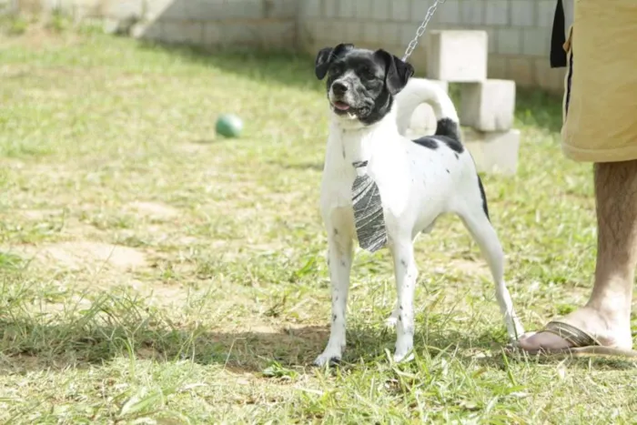 Cachorro ra a SRD idade 5 anos nome BETHOWEN!
