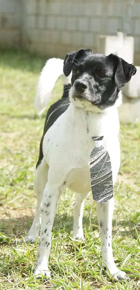 Cachorro ra a SRD idade 5 anos nome BETHOWEN!