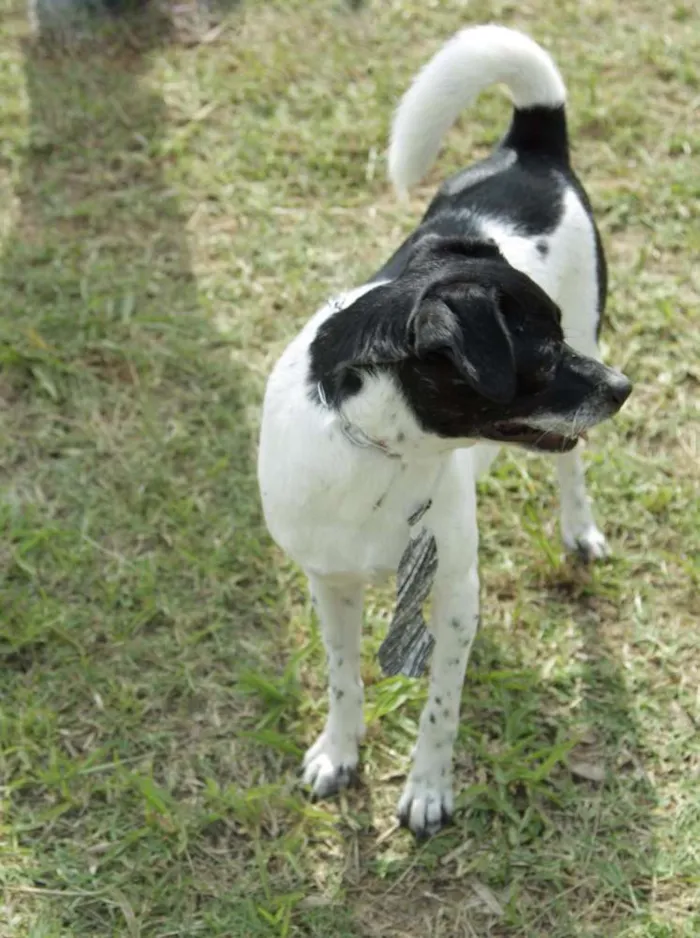 Cachorro ra a SRD idade 5 anos nome BETHOWEN!