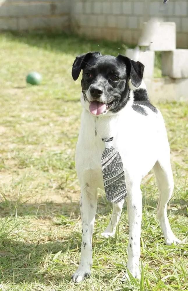 Cachorro ra a SRD idade 5 anos nome BETHOWEN!