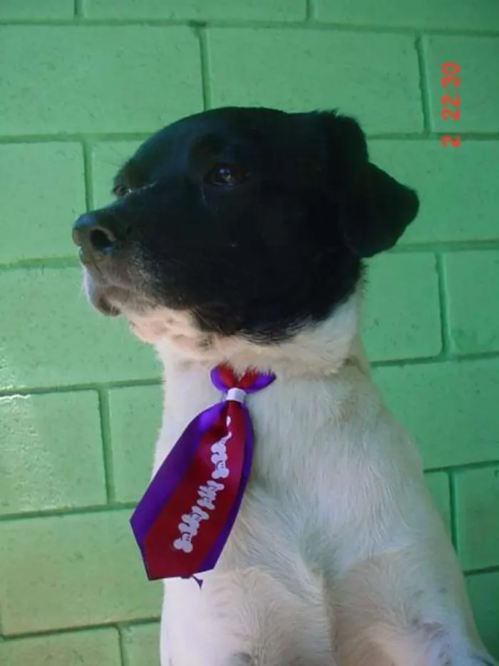 Cachorro ra a SRD idade 5 anos nome BETHOWEN!