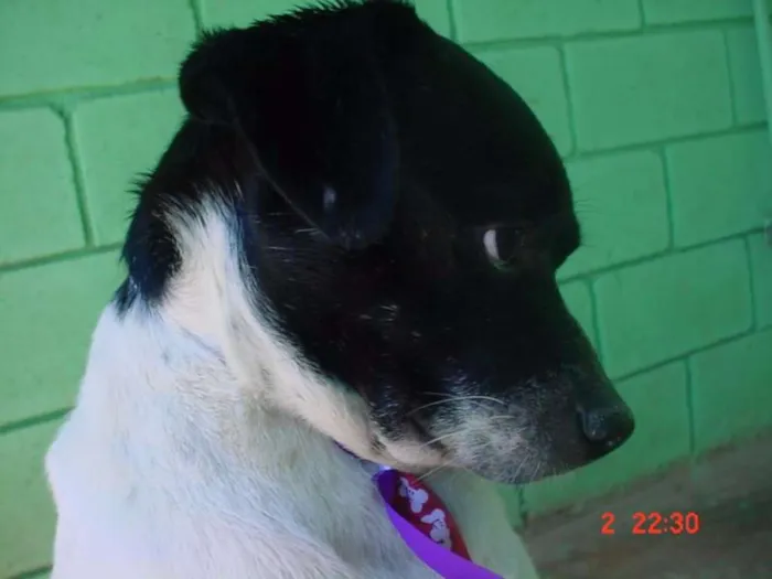 Cachorro ra a SRD idade 5 anos nome BETHOWEN!