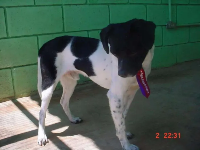 Cachorro ra a SRD idade 5 anos nome BETHOWEN!