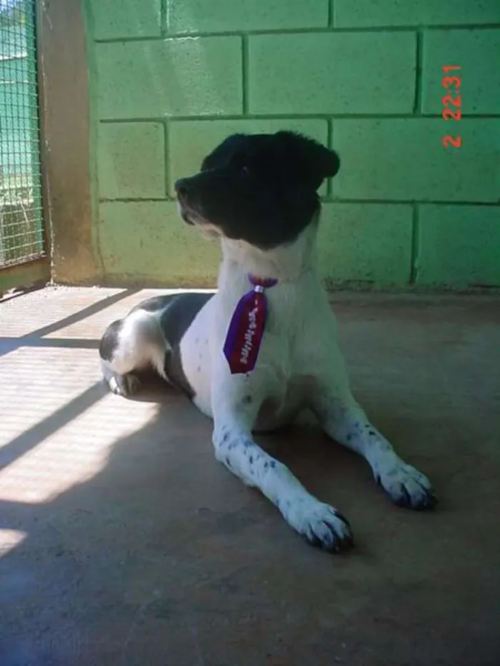 Cachorro ra a SRD idade 5 anos nome BETHOWEN!
