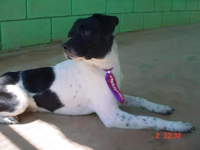 Cachorro ra a SRD idade 5 anos nome BETHOWEN!