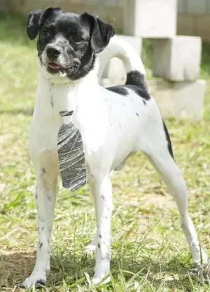 Cachorro raça SRD idade 5 anos nome BETHOWEN!