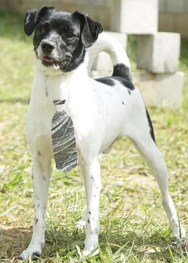 Cachorro ra a SRD idade 5 anos nome BETHOWEN!