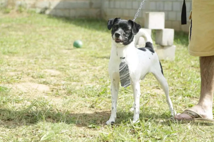 Cachorro ra a SRD idade 5 anos nome BETHOWEN!
