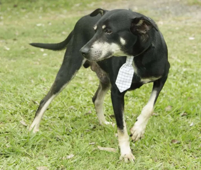 Cachorro ra a SRD idade 5 anos nome CAFÉ, um anjo!