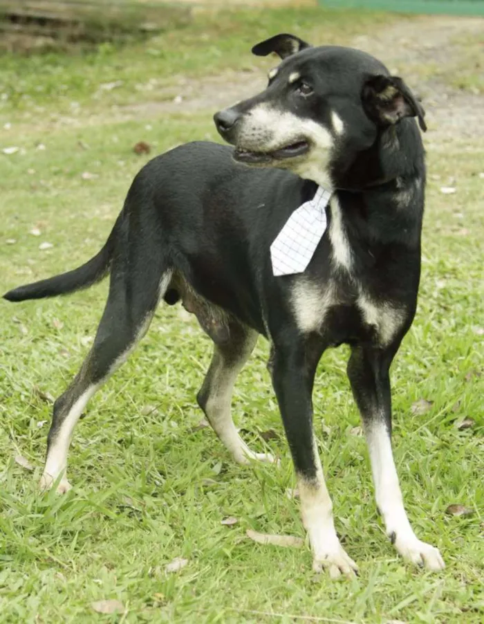 Cachorro ra a SRD idade 5 anos nome CAFÉ, um anjo!