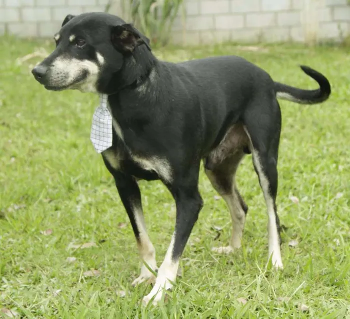 Cachorro ra a SRD idade 5 anos nome CAFÉ, um anjo!