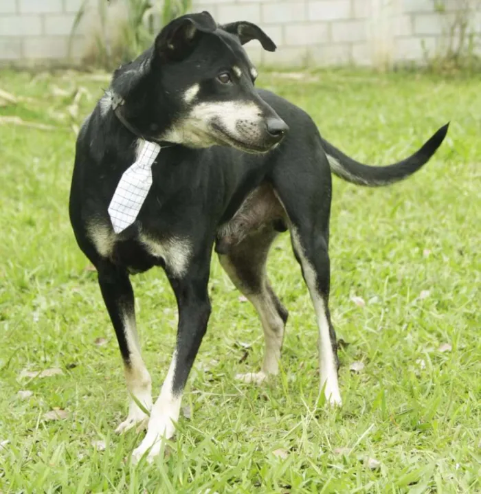 Cachorro ra a SRD idade 5 anos nome CAFÉ, um anjo!
