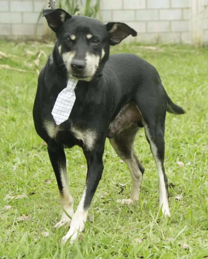 Cachorro ra a SRD idade 5 anos nome CAFÉ, um anjo!
