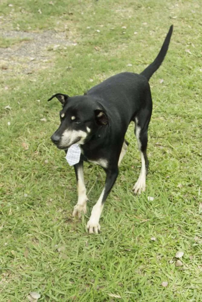Cachorro ra a SRD idade 5 anos nome CAFÉ, um anjo!