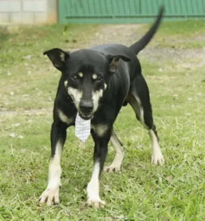 Cachorro raça SRD idade 5 anos nome CAFÉ, um anjo!